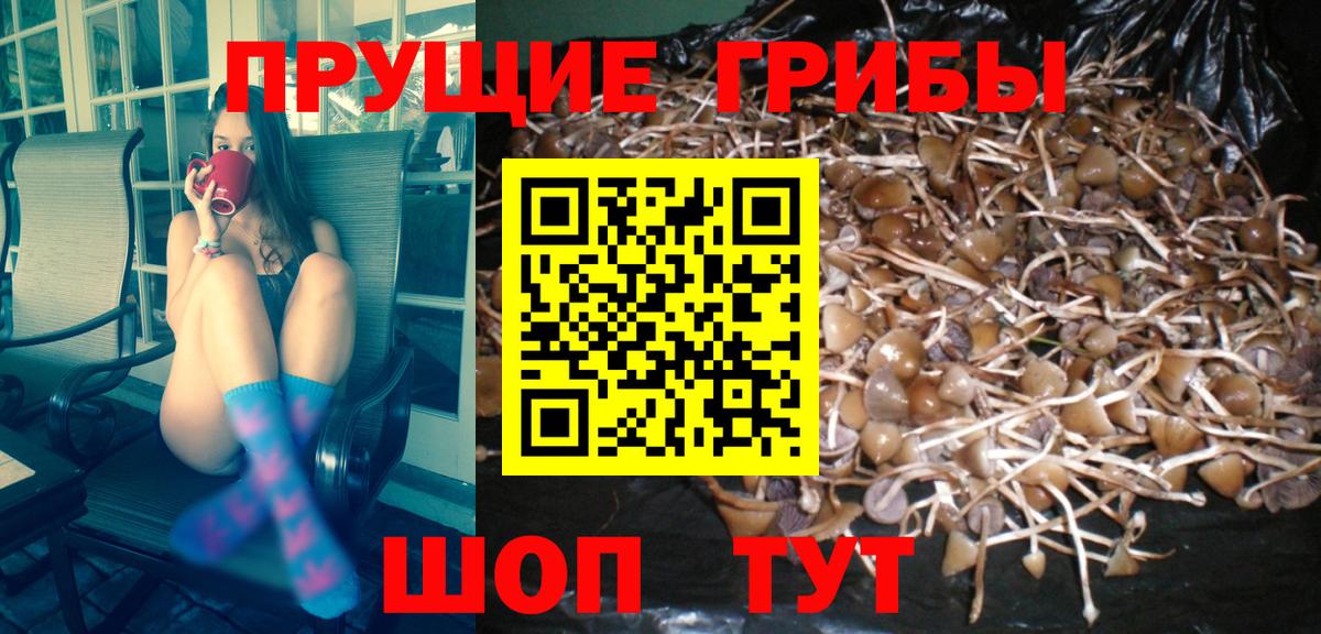 Белореченск  где найти   Вход с VPN  Галлюциногенные грибы Psilocybine cubensis 